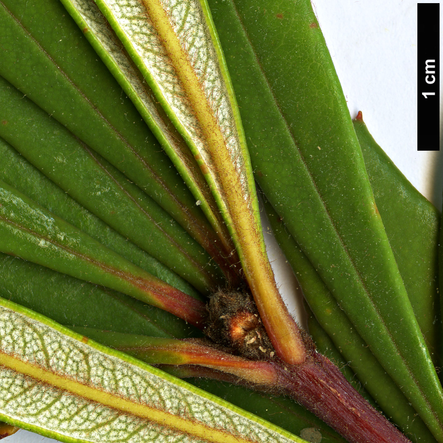 High resolution image: Family: Proteaceae - Genus: Banksia - Taxon: paludosa - SpeciesSub: subsp. astrolux